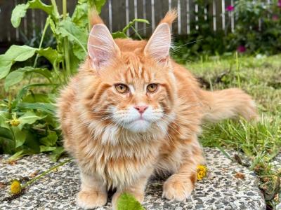 Marzipan - Maine Coon - Gallery Photo #1