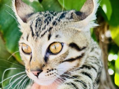 F3 Savannah Mix - Savannah - Gallery Photo #1