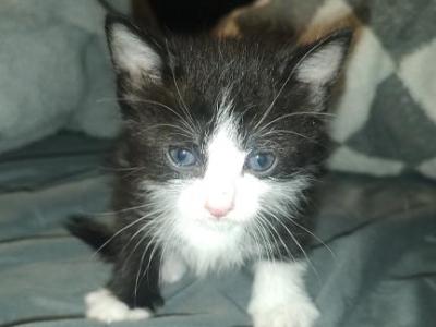 Mittens - Domestic - Gallery Photo #1