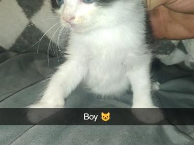 Vaquita - American Shorthair - Gallery Photo #1