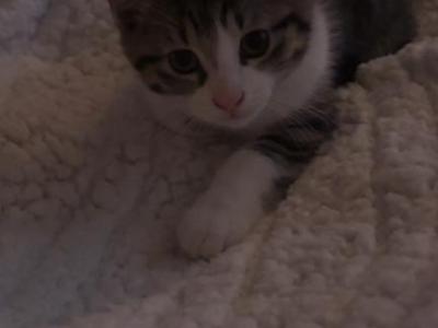Neo - American Shorthair - Gallery Photo #1