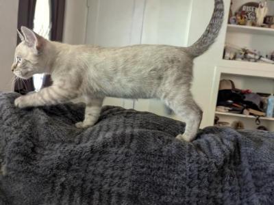 Vladimir - Bengal - Gallery Photo #1