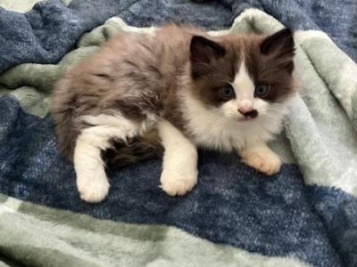 Nefertiti And Captain - Ragdoll - Gallery Photo #1