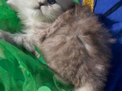Gorgeous Silver Shaded  Chinchilla Dollface Male - Persian - Gallery Photo #1