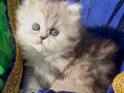 Gorgeous Silver Shaded  Chinchilla Dollface Male - Persian - Gallery Photo #1