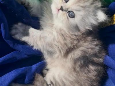 Gorgeous Silver Shaded  Chinchilla Dollface Male - Persian - Gallery Photo #1