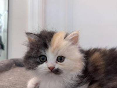 Cali - Persian - Gallery Photo #1