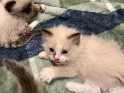 Stella And Gus - Ragdoll - Gallery Photo #1