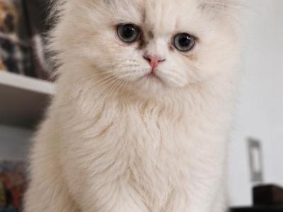 Milo - Persian - Gallery Photo #1