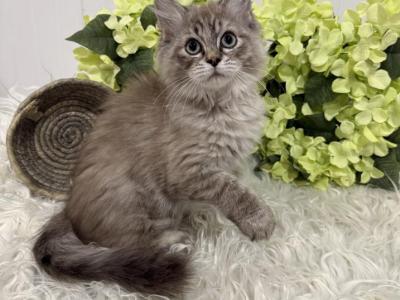 TICA Mink Ragdoll Kittens - Ragdoll - Gallery Photo #1