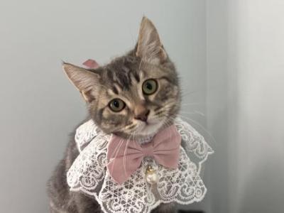 Mimi  Scottish  Nebelung - Scottish Straight - Gallery Photo #1