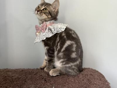 Mimi  Scottish  Nebelung - Scottish Straight - Gallery Photo #1