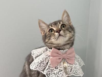 Mimi  Scottish  Nebelung - Scottish Straight - Gallery Photo #1