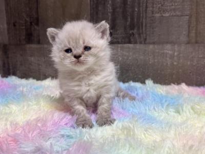Color Point - Selkirk Rex - Gallery Photo #1