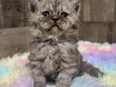 Black Smoke - Selkirk Rex - Gallery Photo #1