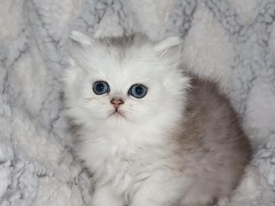 Thomas - Persian - Gallery Photo #1