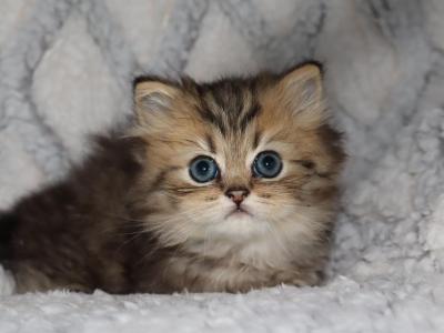 Theo - Persian - Gallery Photo #1