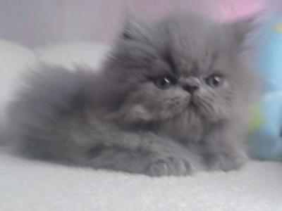Blue Persian Male - Persian - Gallery Photo #1