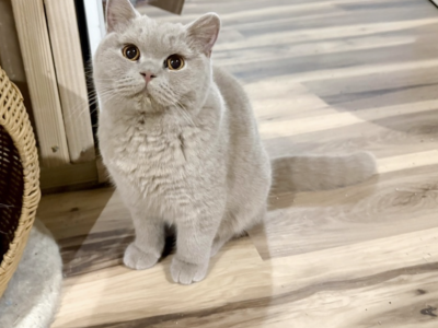 Harley Girl - British Shorthair - Gallery Photo #1