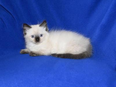 Dynas' Litter - Ragdoll - Gallery Photo #1