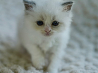 Snowflake - Ragdoll - Gallery Photo #1
