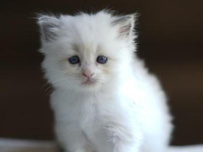 Puff - Ragdoll - Gallery Photo #1