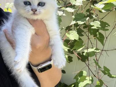 British Kittens New - British Shorthair - Gallery Photo #1