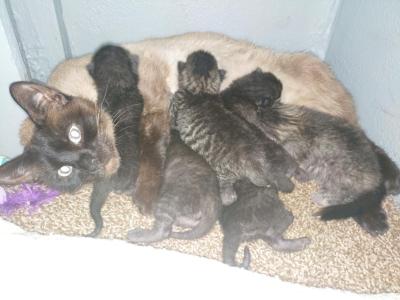 Siamese - Siamese - Gallery Photo #1