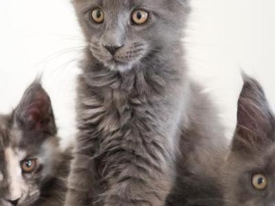 Cynthia - Maine Coon - Gallery Photo #1