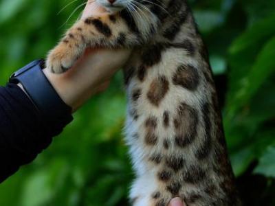 Jasmine - Bengal - Gallery Photo #1