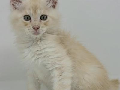 Jelly Roll POLYDACTYL - Maine Coon - Gallery Photo #1