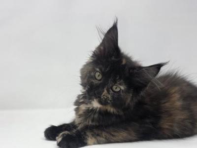 Pocahontas - Maine Coon - Gallery Photo #1