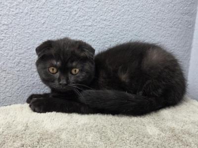 Roman - Scottish Fold - Gallery Photo #1