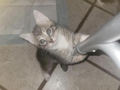 Polly - Domestic - Gallery Photo #1