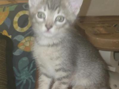 Poppy - Domestic - Gallery Photo #1