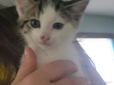 Pearl - Domestic - Gallery Photo #1