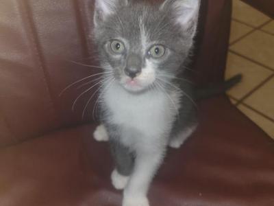 Pepper - Domestic - Gallery Photo #1