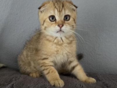 Henry - Scottish Fold - Gallery Photo #1