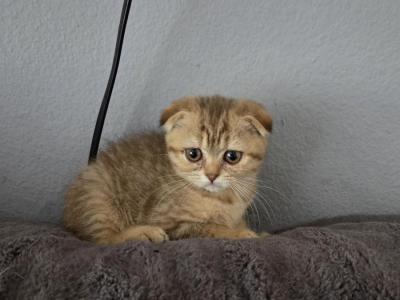 Alana - Scottish Fold - Gallery Photo #1