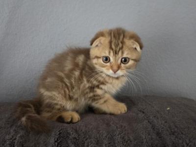 Eva - Scottish Fold - Gallery Photo #1