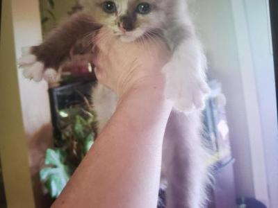 Rose - Ragdoll - Gallery Photo #1