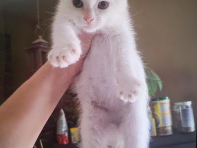 Chester - Siamese - Gallery Photo #1