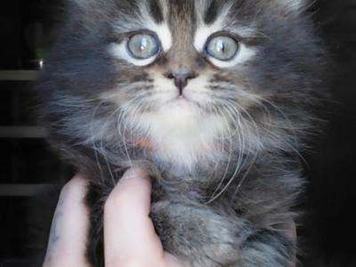 Maine Coon Dollface Persian Hybrids - Maine Coon - Gallery Photo #1