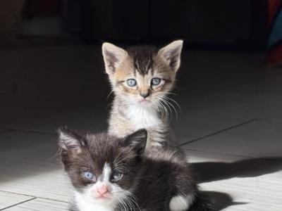 Cuties - American Shorthair - Gallery Photo #1