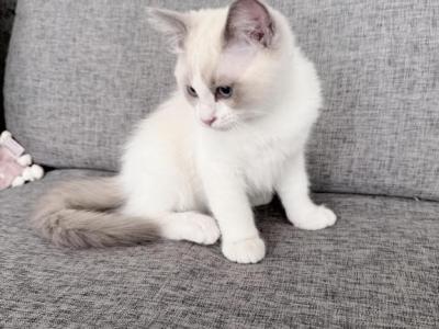 Motty - Ragdoll - Gallery Photo #1