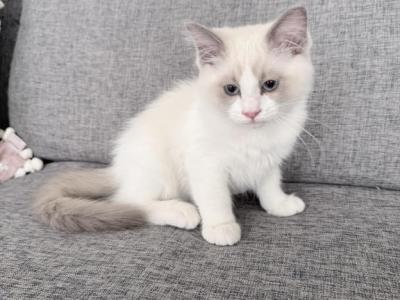 Motty - Ragdoll - Gallery Photo #1
