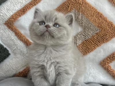 Lilac Scottish Straight - Scottish Straight - Gallery Photo #1