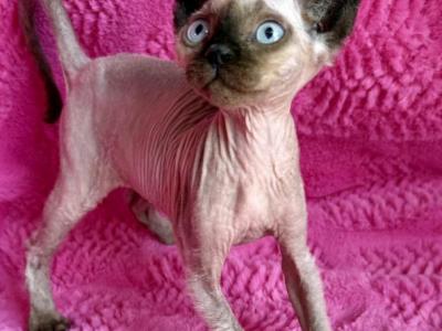 Spider Monkey - Sphynx - Gallery Photo #1