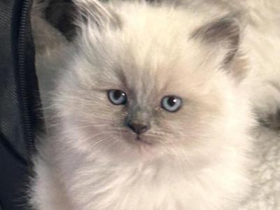 Matys Ragdoll Kittens - Ragdoll - Gallery Photo #1