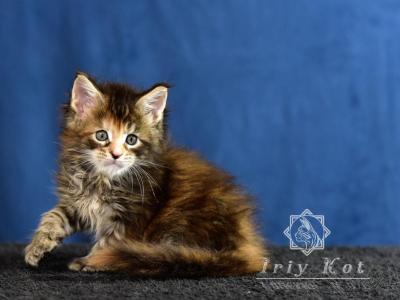 Black Tabby Female - Maine Coon - Gallery Photo #1